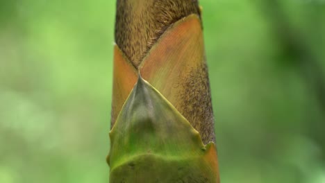 al comienzo del monzón, nuevos árboles de bambú están creciendo en el bosque