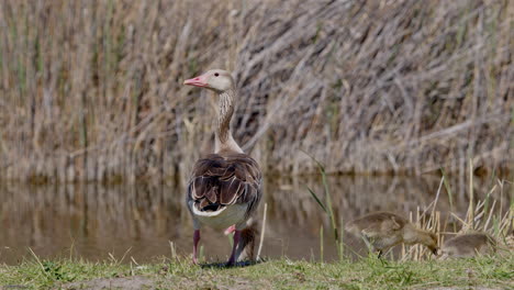 cerca del ganso greylag de pie y mirando a su familia y los alrededores