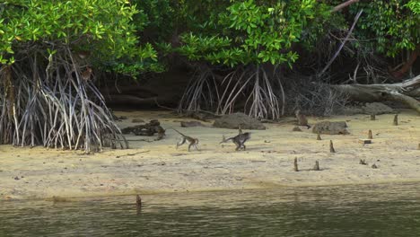 Macaques-or-monkeys-play-amongst-the-mangroves-by-the-sea-on-Bintan-Island,-Riau-Islands,-Indonesia