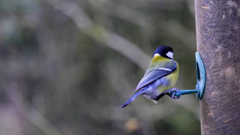 4K-Zeitlupenaufnahmen-Eines-Vogels,-Der-Auf-Einem-Vogelhäuschen-Landet-Und-Samen-Frisst