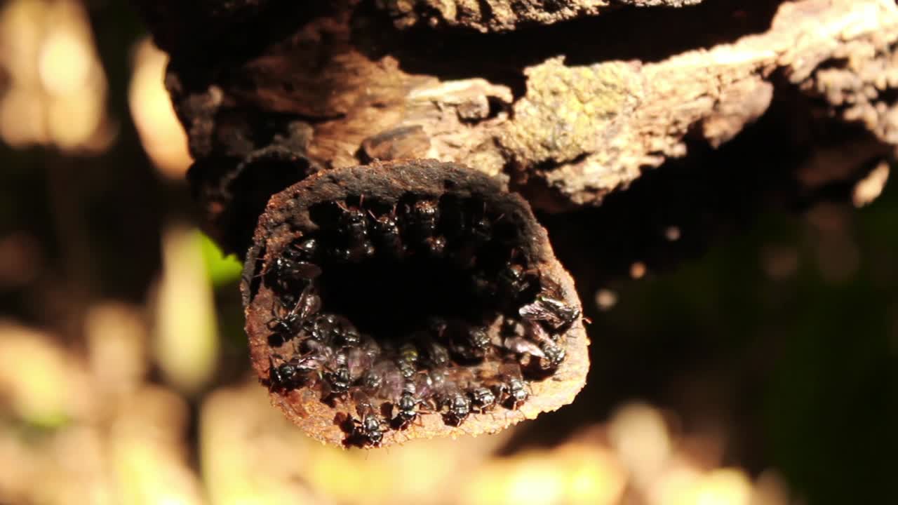 Busy Stingless Bees Entering and Exiting a Natural Hive Entrance