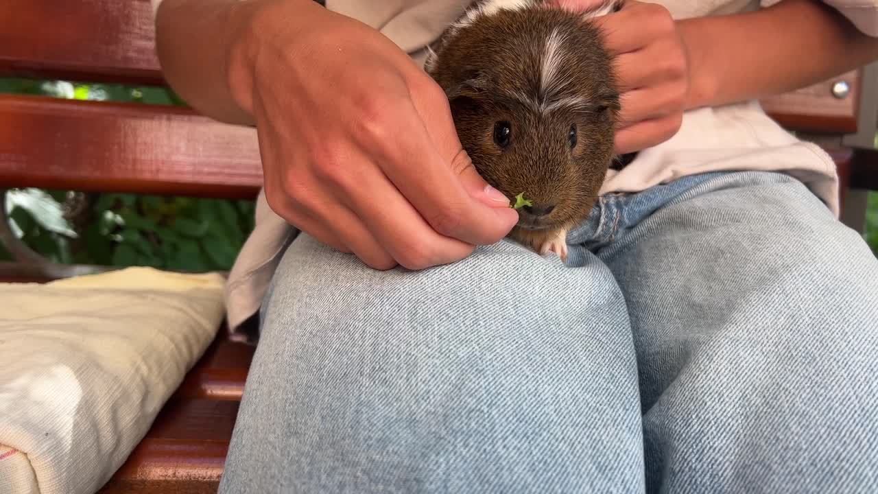 벤치 에 있는 기니피그 를 먹이는 아이