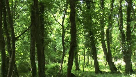 woods in killarney ireland