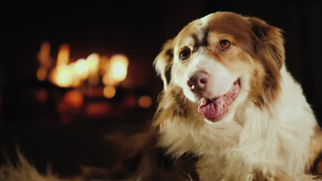 the dog lies on the mat in the living room behind the fire burns in the fireplace