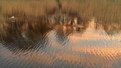 Flying-Low-Over-Clear-Water-Of-Jugla-Lake-In-Riga,-Latvia