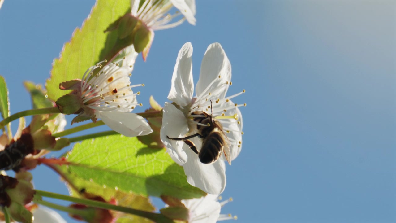咲き誇る春の花から蜜を集めるミツバチのマクロ映像