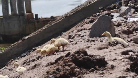 ducklings navigate and overcome obstacles together