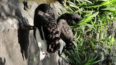 black swan preening by the pond in lush natural habitat