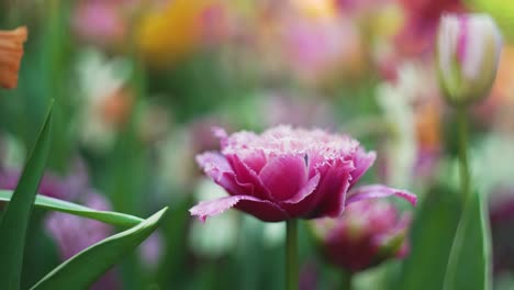 un colorido campo de tulipanes rosados en el centro de europa durante la primavera