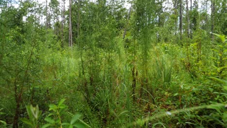 POV-FPV-walking-in-field-of-uncut-weeds-and-plants-right-after-a-summer-rain-at-low-level