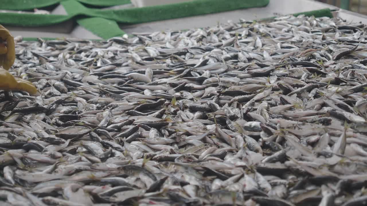신선한 생선 준비 및 판매