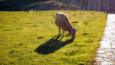 Vacas-Pastando-En-Los-Picos-De-Europa