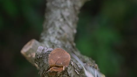 Pájaro-Tit-Japonés---Tit-Oriental-Con-Insecto-En-Su-Pico