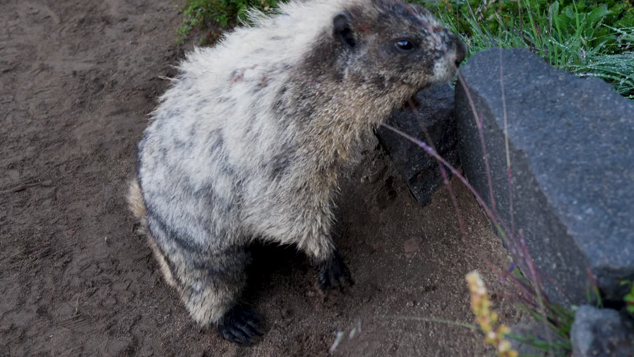 천천히 움직이는 은 마르모트가 바위 위로 올라오고 는 종 땅 다람는 마운트 레이니어 국립 공원에서 길을 고 있습니다.