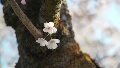 three beautiful flowers of sakura cherry blossom on the branch of a tree with a blurry background in kyoto, japan