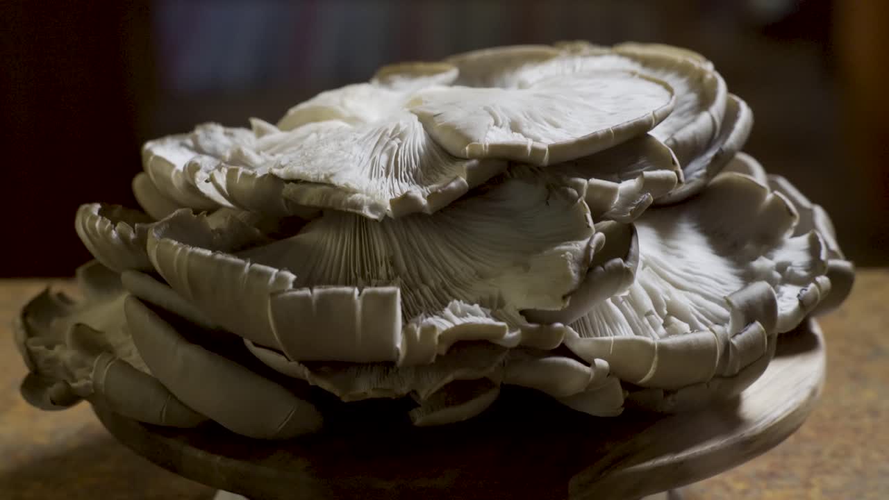 Oyster Mushrooms on a Wooden Platform