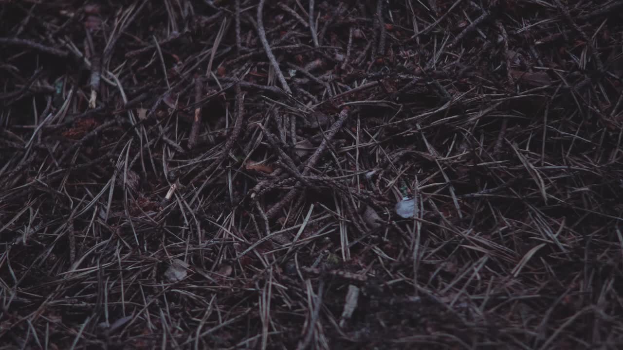 Close-up tilting shot of anthill and working ants