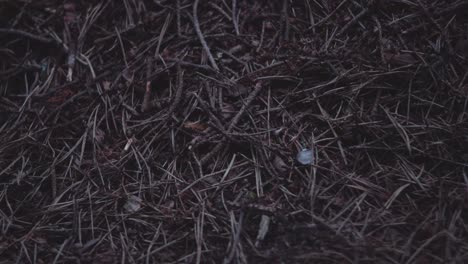 close-up tilting shot of anthill and working ants