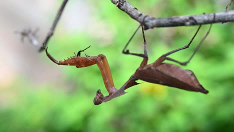 Tote-Blattgottesanbeterin,-Deroplatys-Desiccata