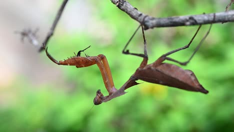 mantis de hoja muerta, deroplatys desiccata