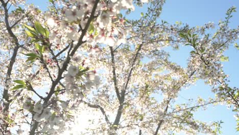 Vista-En-Cámara-Lenta-De-Los-Cerezos-En-Flor-En-La-Soleada-Mañana-De-Primavera