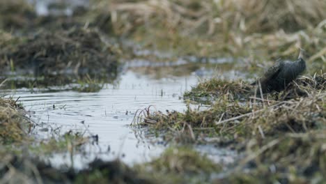 Estornino-Común-Buscando-Comida-En-La-Hierba-Y-Bañándose-En-Un-Charco-De-Agua