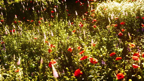 stunning field of red poppies at sunset