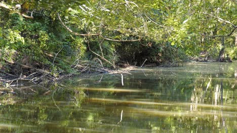 Flotando-Lentamente-A-Lo-Largo-De-La-Orilla-De-Un-Río-De-Florida-Mirando-La-Costa