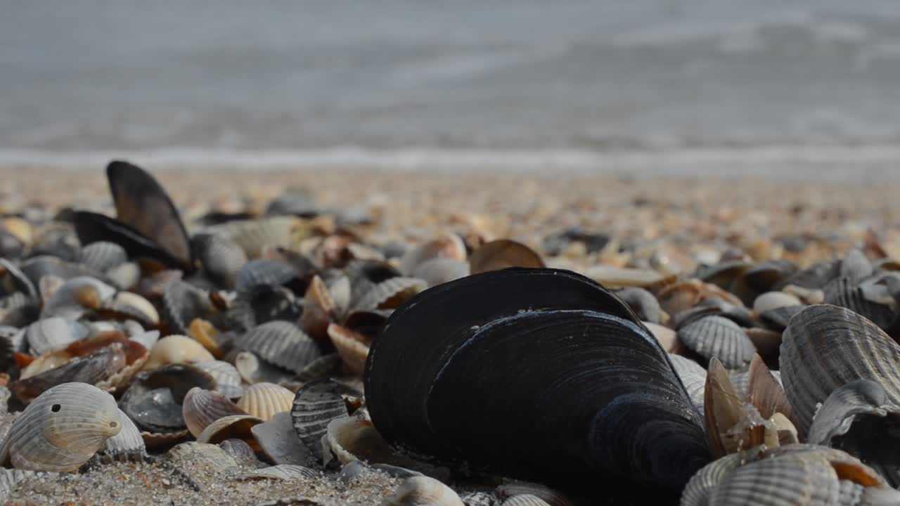 Shells on sand. Shooting against the background of a wave