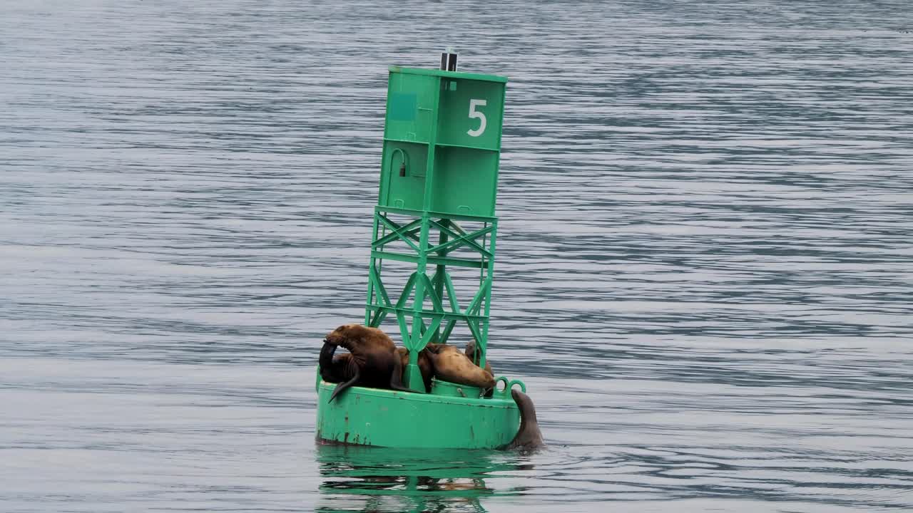Steller sea lion attempts to climb onto a navigation buoy, Sitka, Alaska.