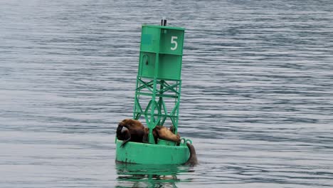 steller sea lion attempts to climb onto a navigation buoy, sitka, alaska.