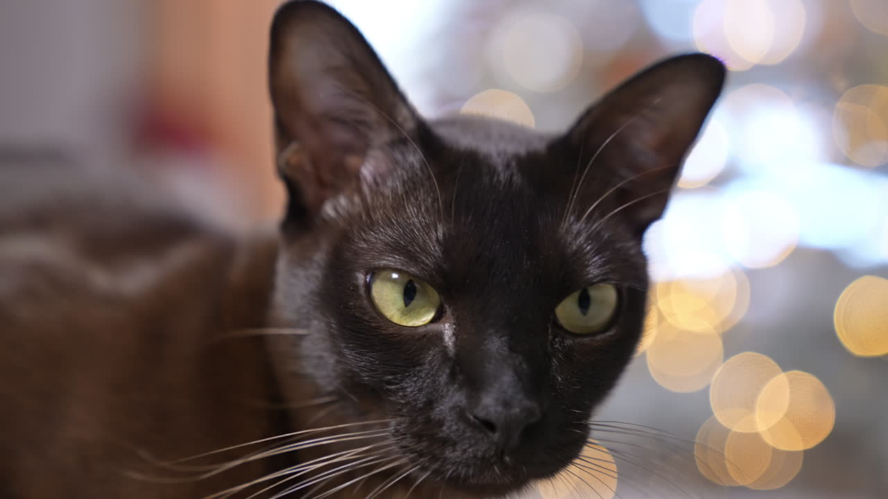 Beautiful black cat face with big yellow eyes and long whiskers. Domestic cat being calm and peaceful. Close up.