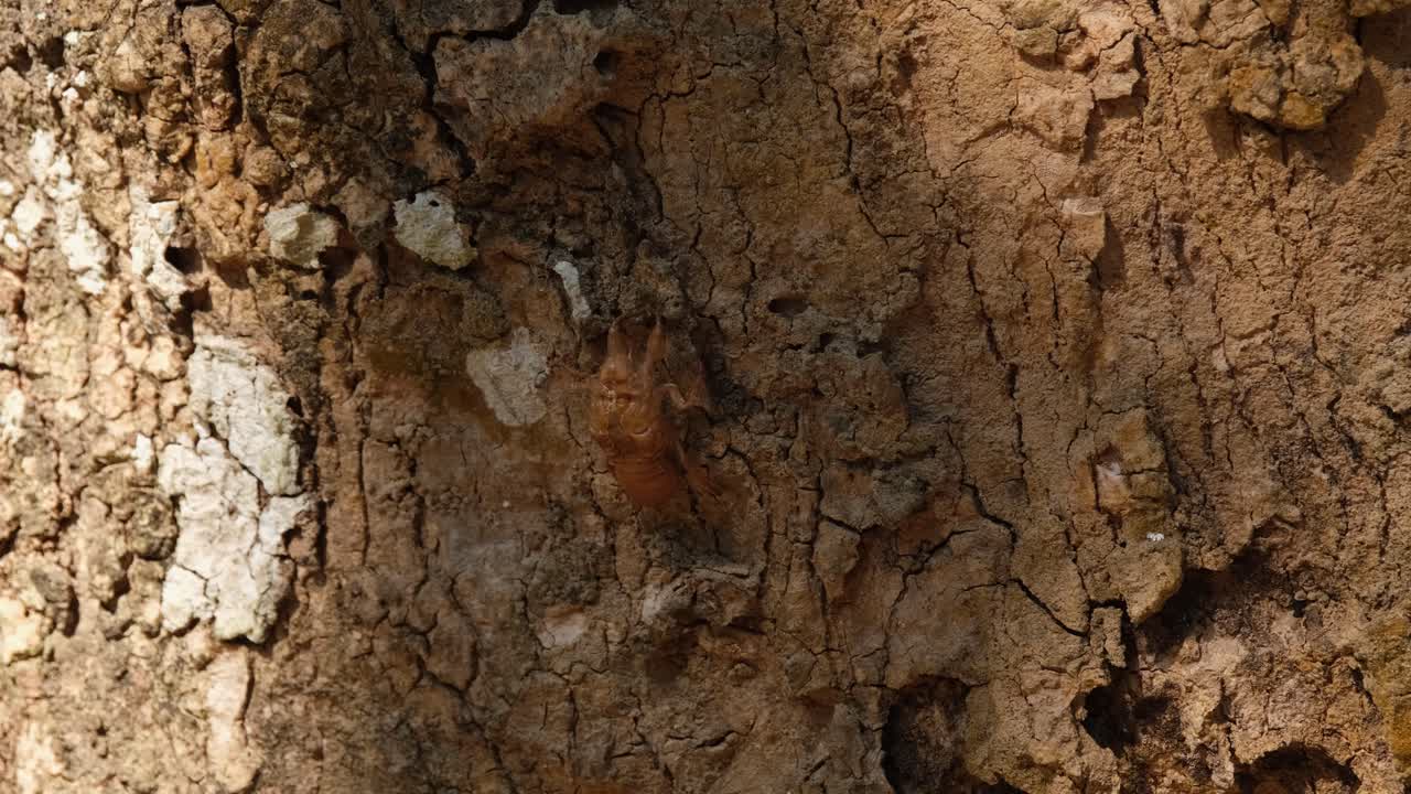 Shadow and light casting on the bark of a tree revealing this Cicada shed skin, Thailand