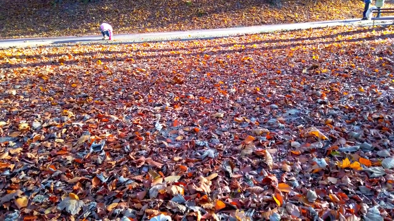 Foglie autunnali cadute nel parco