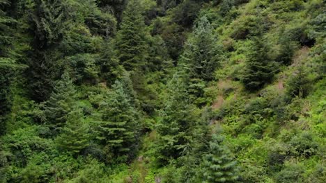 Bosque-Deodar-Manali-Himachal---El-Bosque-En-El-Bosque