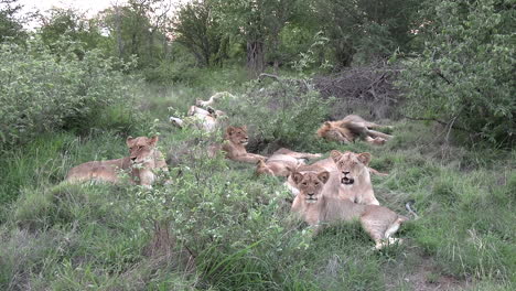 a pride of lions waking up from an afternoon nap, rolling over, yawning and grooming