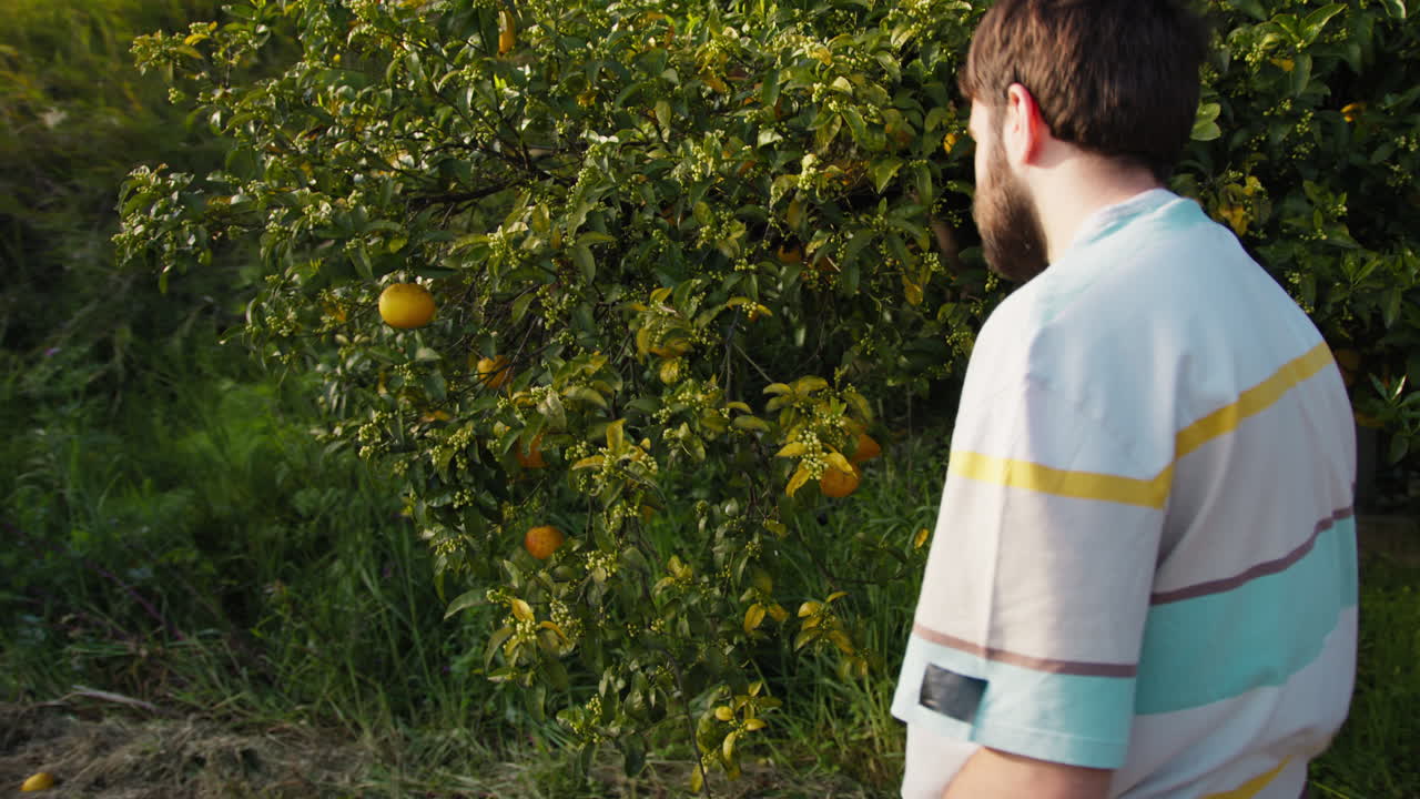 Farmer Begins To Harvest Lemons From The Tree