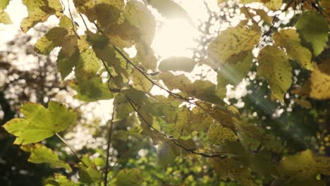 Light-shining-trough-the-leaves-of-a-forest-in-autumn-in-Germany