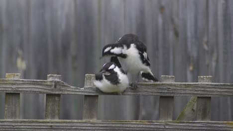 Magpie-lark-Mudlark-Juveniles-Perched-On-Fence-Trellis-Cleaning-And-Grooming-Australia-Maffra-Gippsland-Victoria-Slow-Motion