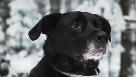 black dog closeup portrait with snow background in slow motion