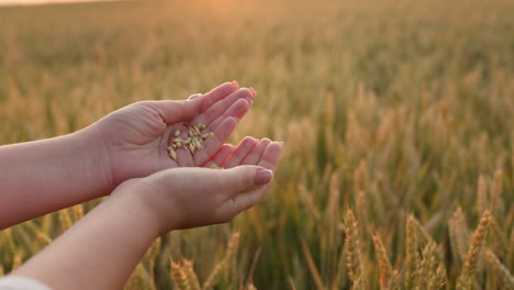 a farmer woman holds a handful of grain on the background of a wheat field. selection and quality control