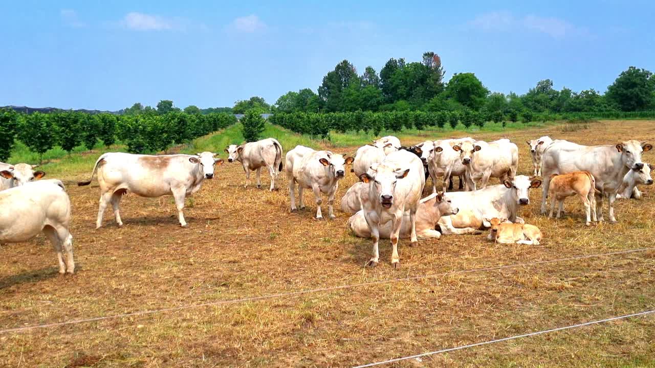 Mandria di mucche in Italia.