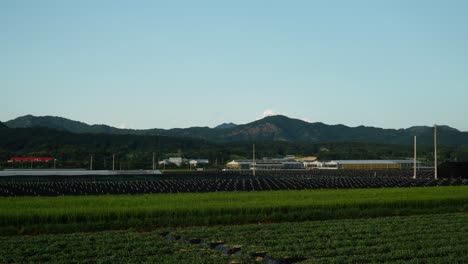 panorama of ginseng and rice fields in geumsan, south korea on a sunny day