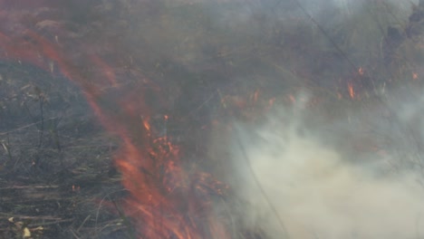 la deforestación causa sequía que resulta en incendios forestales en la selva amazónica