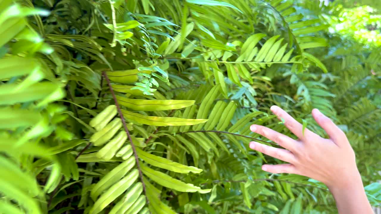 A hand interacts with lush green ferns in bright sunlight, creating a serene and natural atmosphere