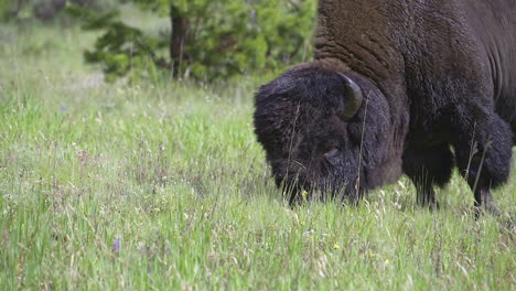 American-Bison--male-grazing,-close-up,-slowmotion