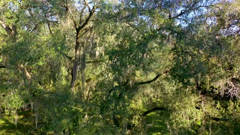 Eine-Erhebende-Drohnenaufnahme-Von-Bemoosten-Eichen-In-Florida