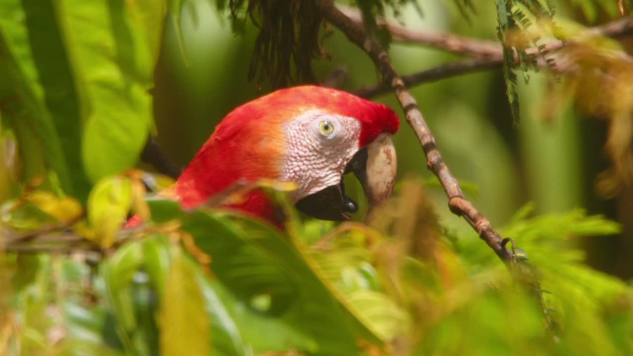Vibrant Scarlet Macaw headshot captures its striking colors on sunny morning while perched in Peru’s tropical jungle.