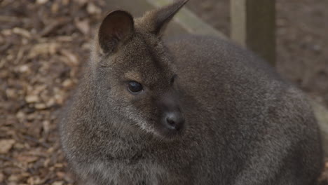 close up of bennet's wallaby sitting on path in petting zoo