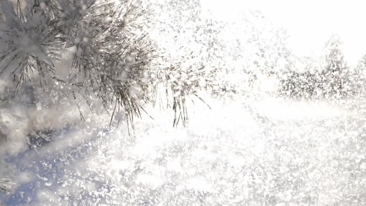Snowy Winter Scene with Pine Branches